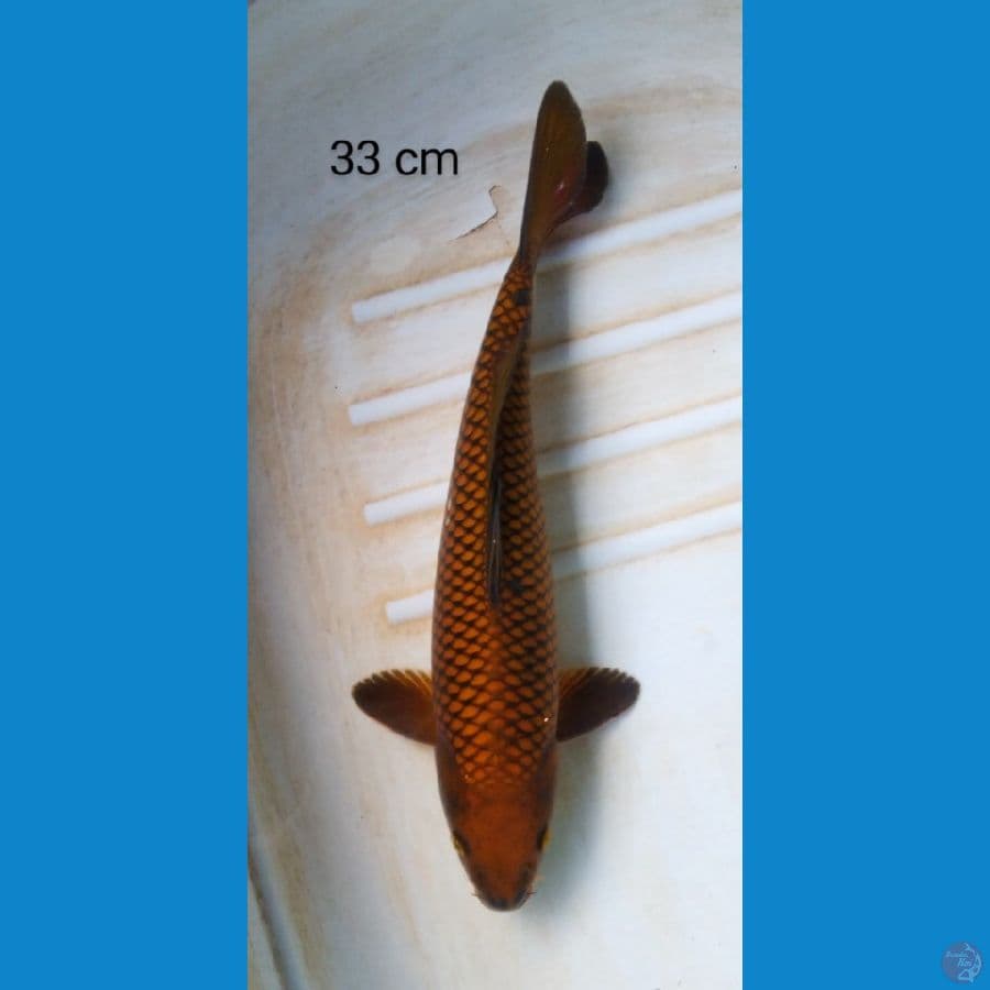 chagoi male 33 cm