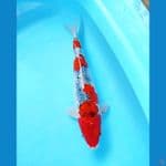 NGUPOYO 04 GHOSIKI 38 CM MALE 