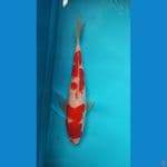 kohaku sisik 29 cm Male