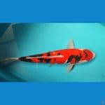 snake doitsu merah strong dan hitamnya menawan 30 cm female