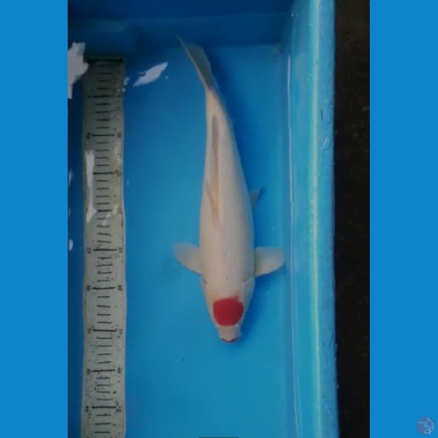 tancho kohaku 39cm F