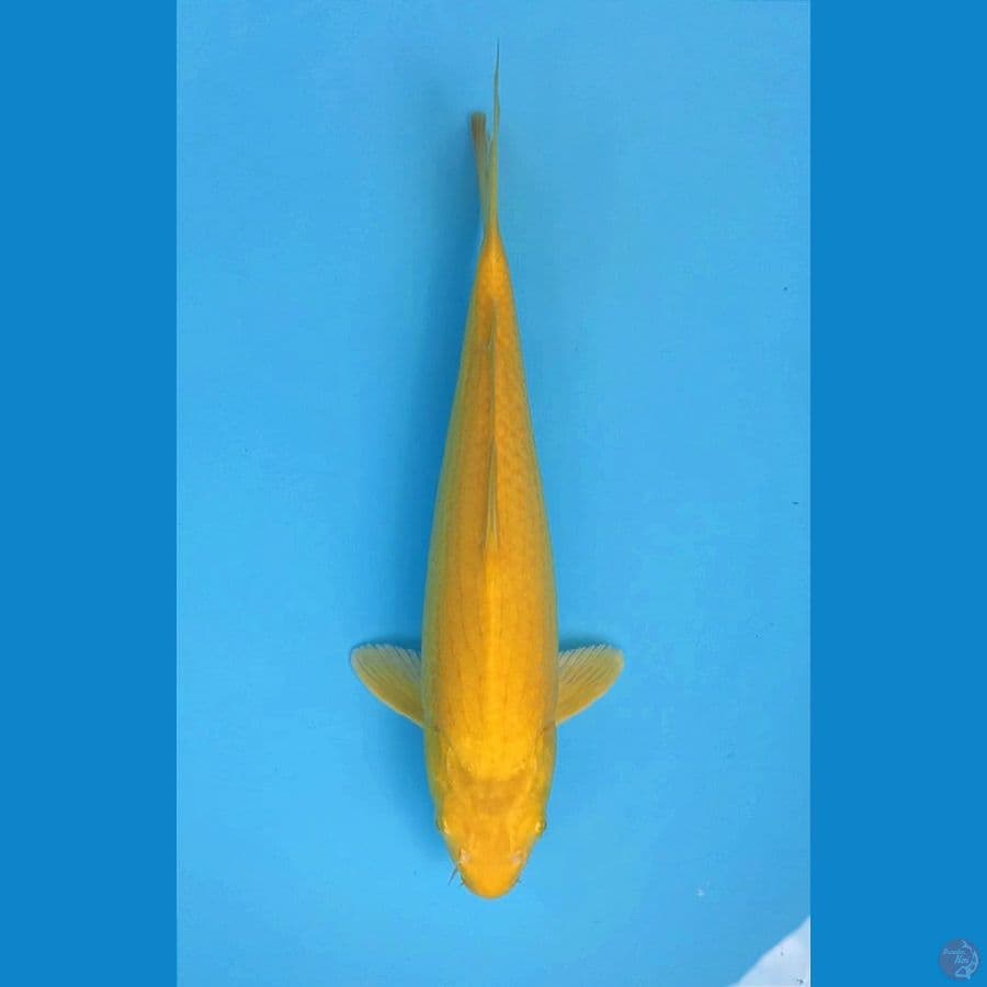 LEMONILO KARASHI 37CM