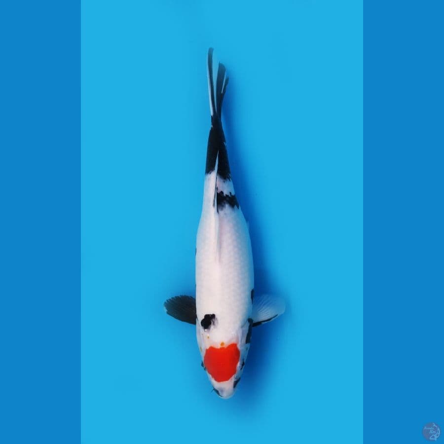 Tancho Showa Tategoi