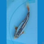 21cm. SQ.