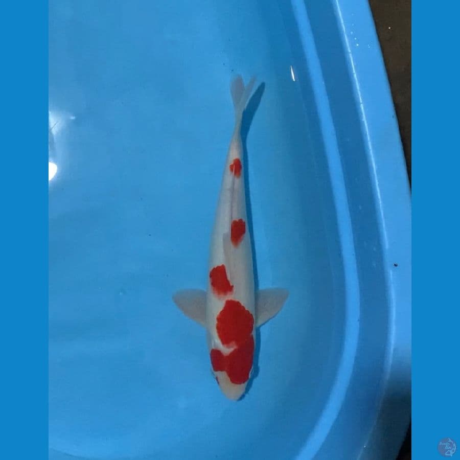 m34cm