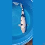 Shiro 55 up Female 