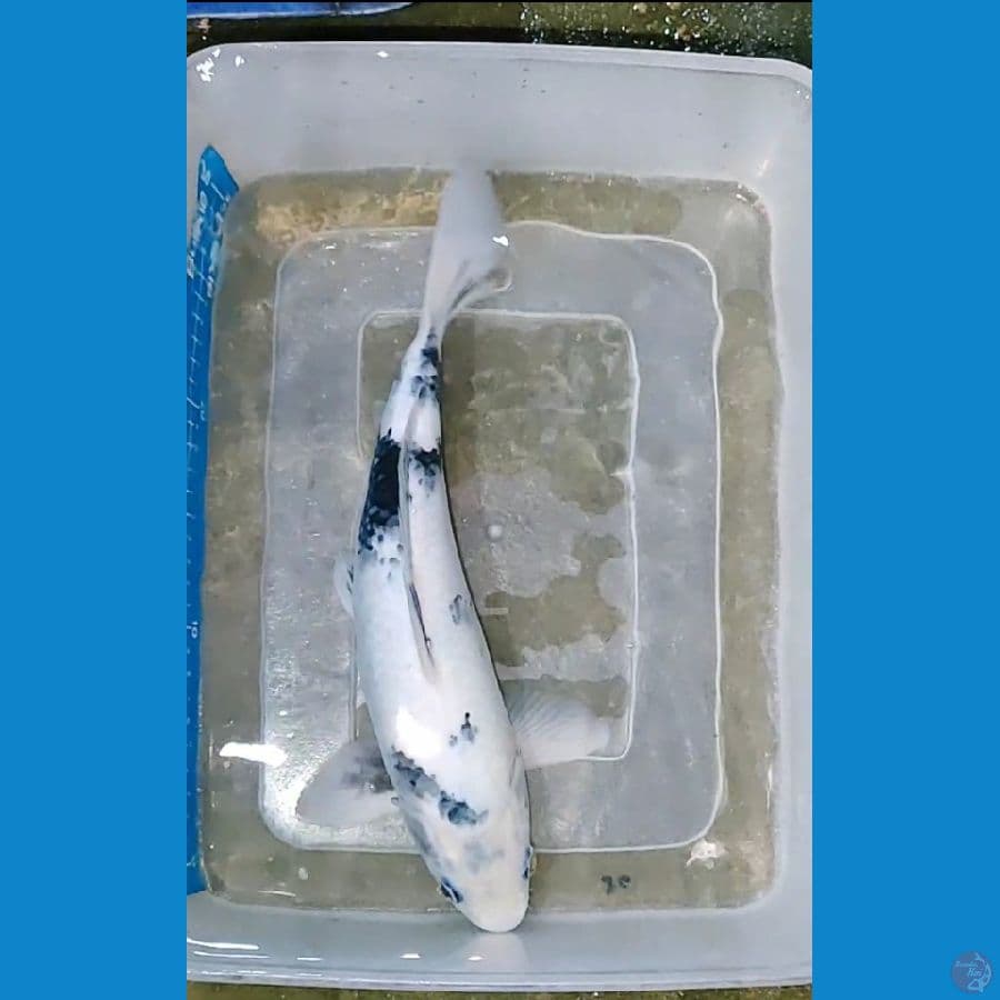 shiro 34 cm