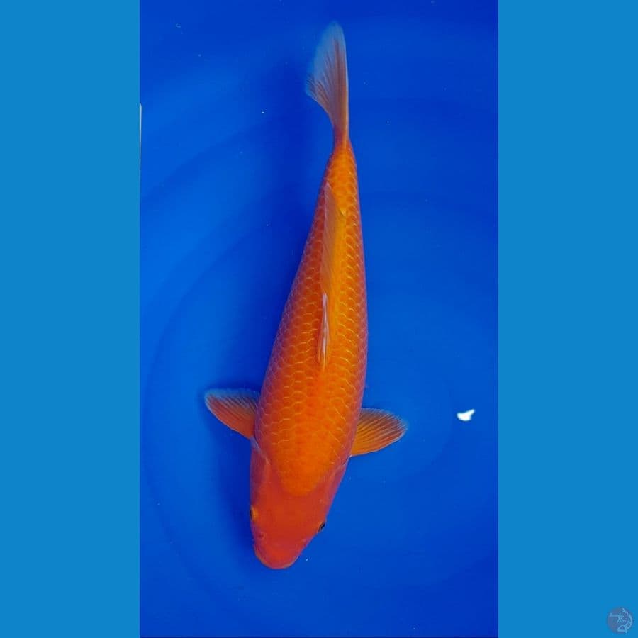 red karashi 45cm