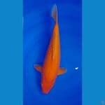 red karashi 45cm