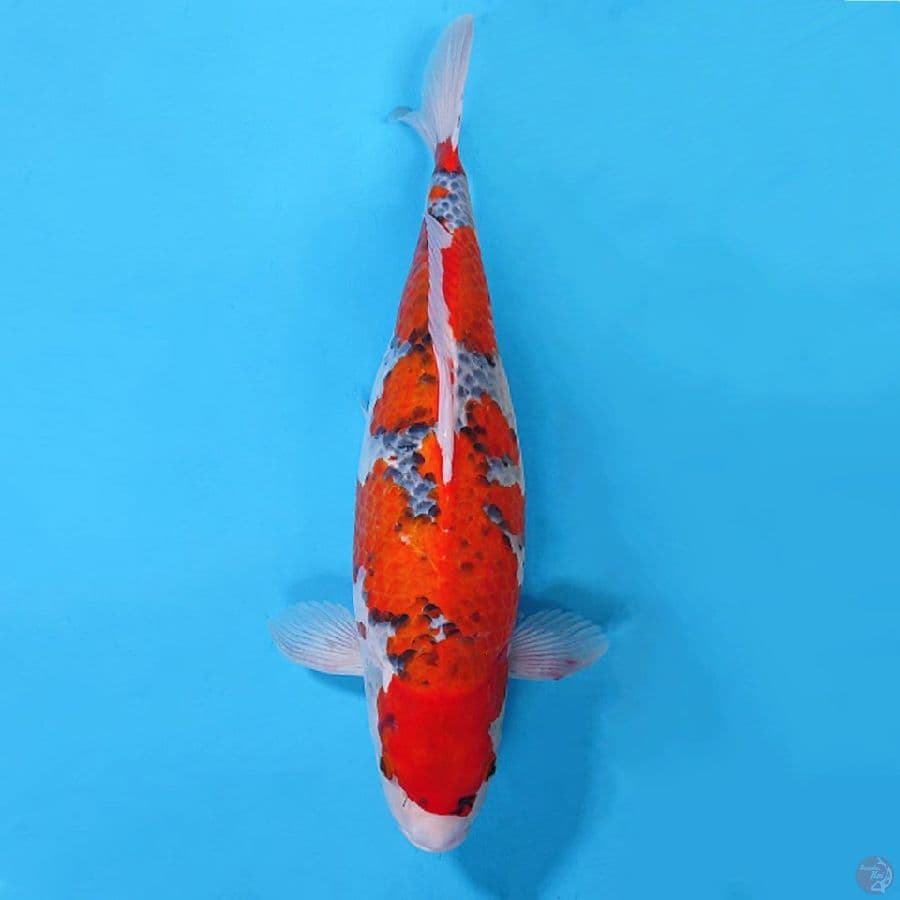 3.44CM GOSHIKI JUMBO FEMALE