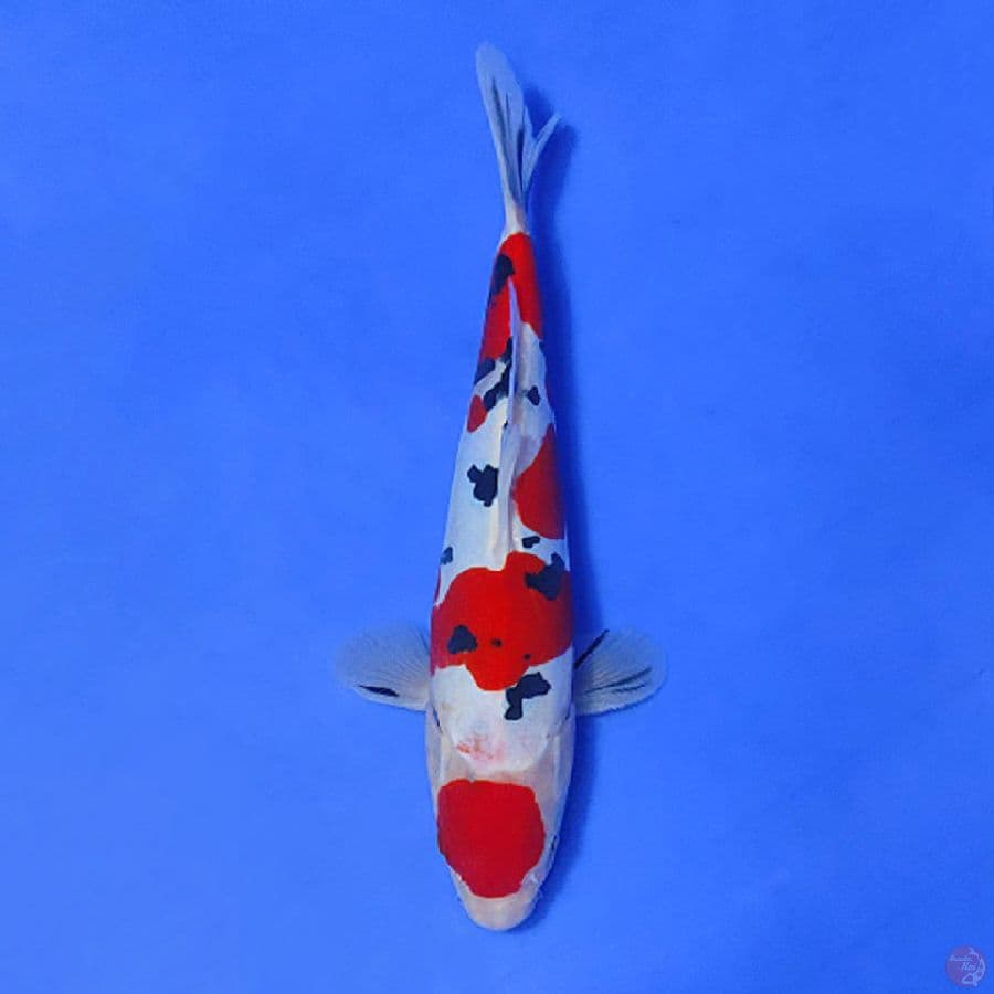 4.28CM HQ MARUTEN DOITSU MURNI ORIGINAL