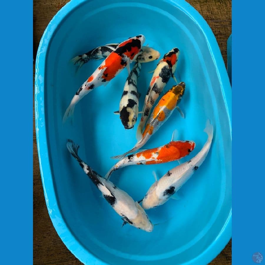 mix max koi