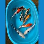mix max koi