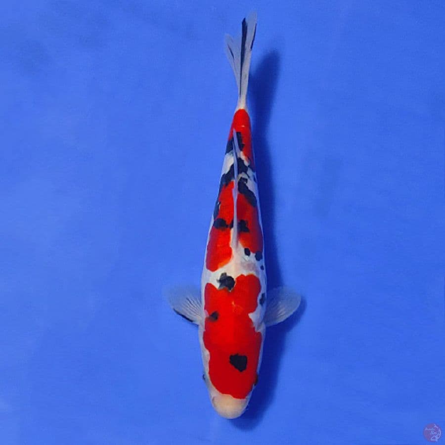 6.27CM HQ DOITSU SANKE POLA BAGUS FEMALE