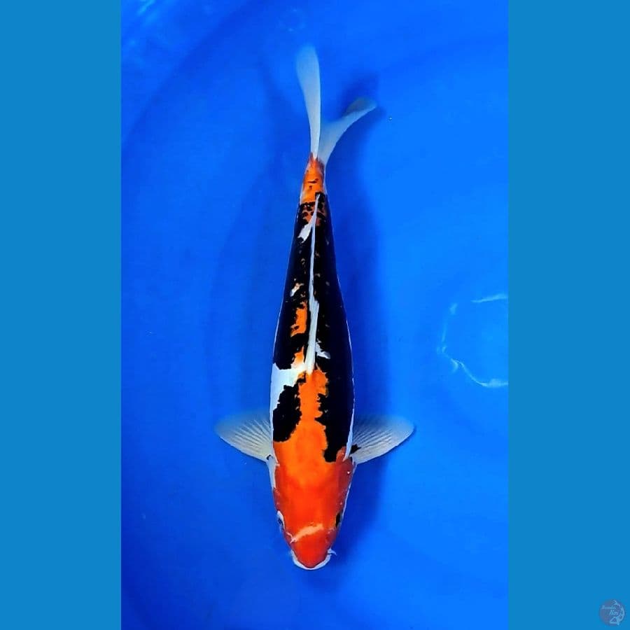BENI KUMONRYU 33cm