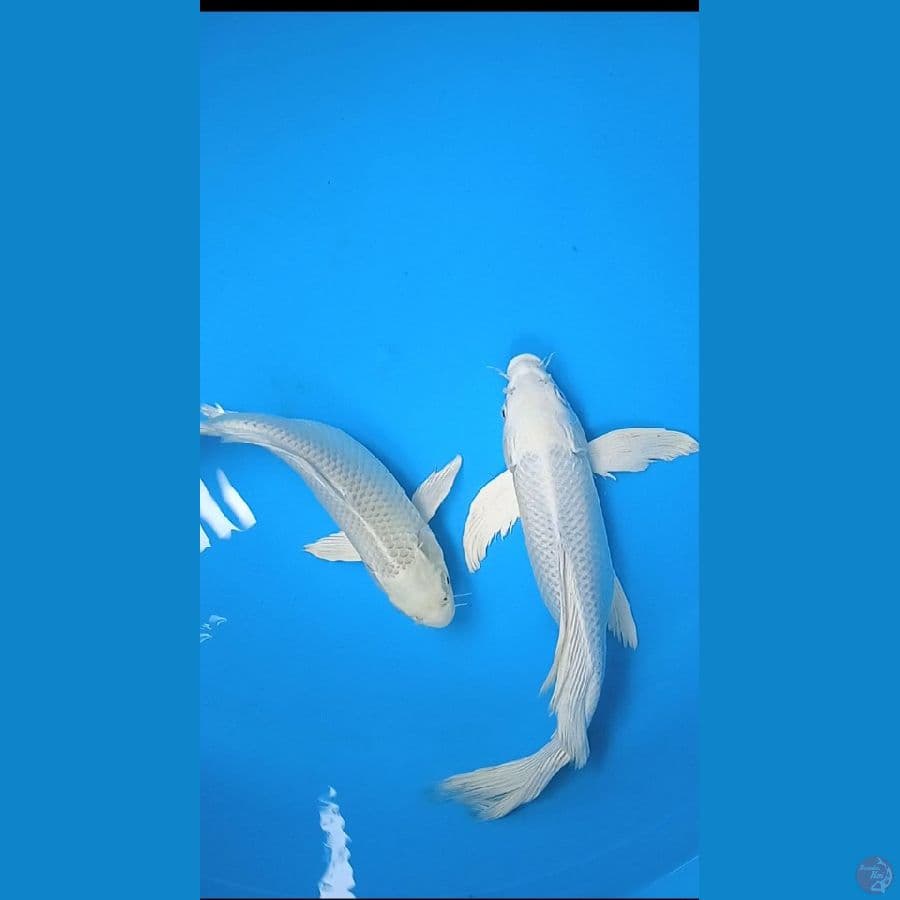 platinum kumpay size 30 34 cm 