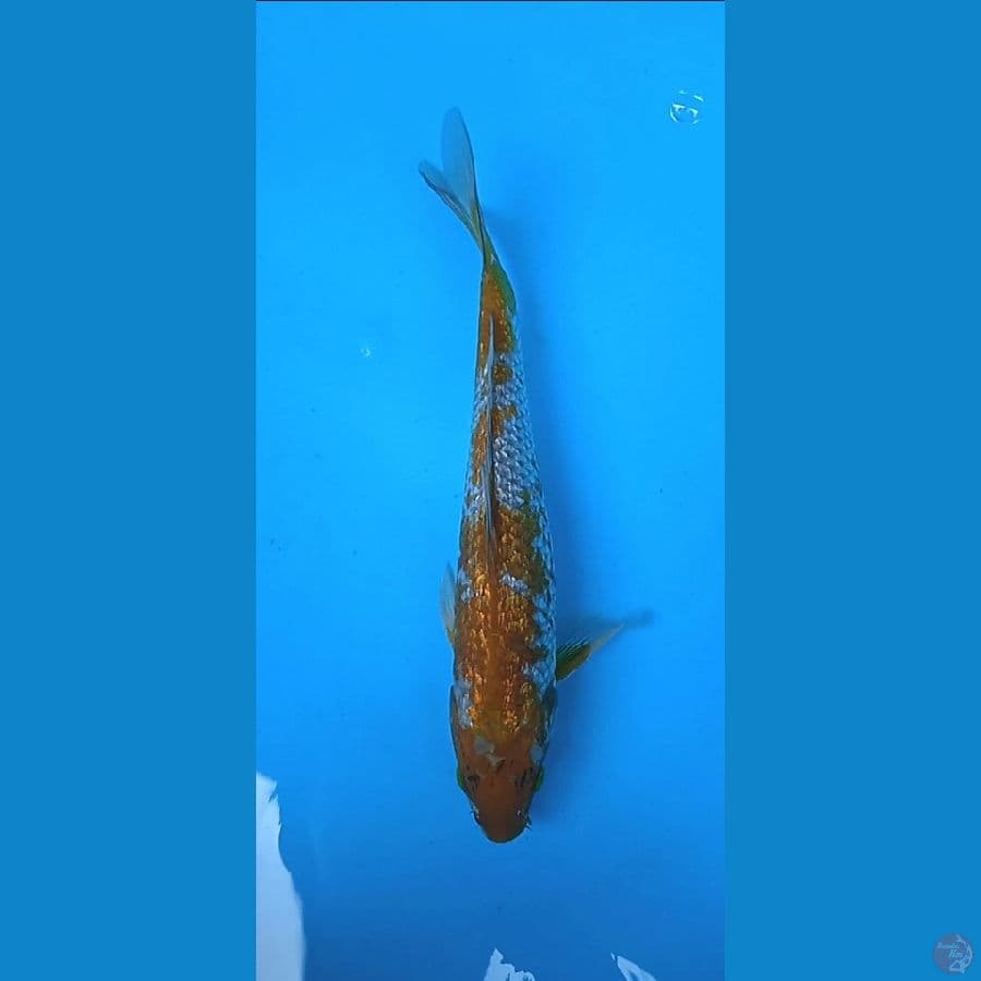 uchiba gindrin size : 29 cm jantan