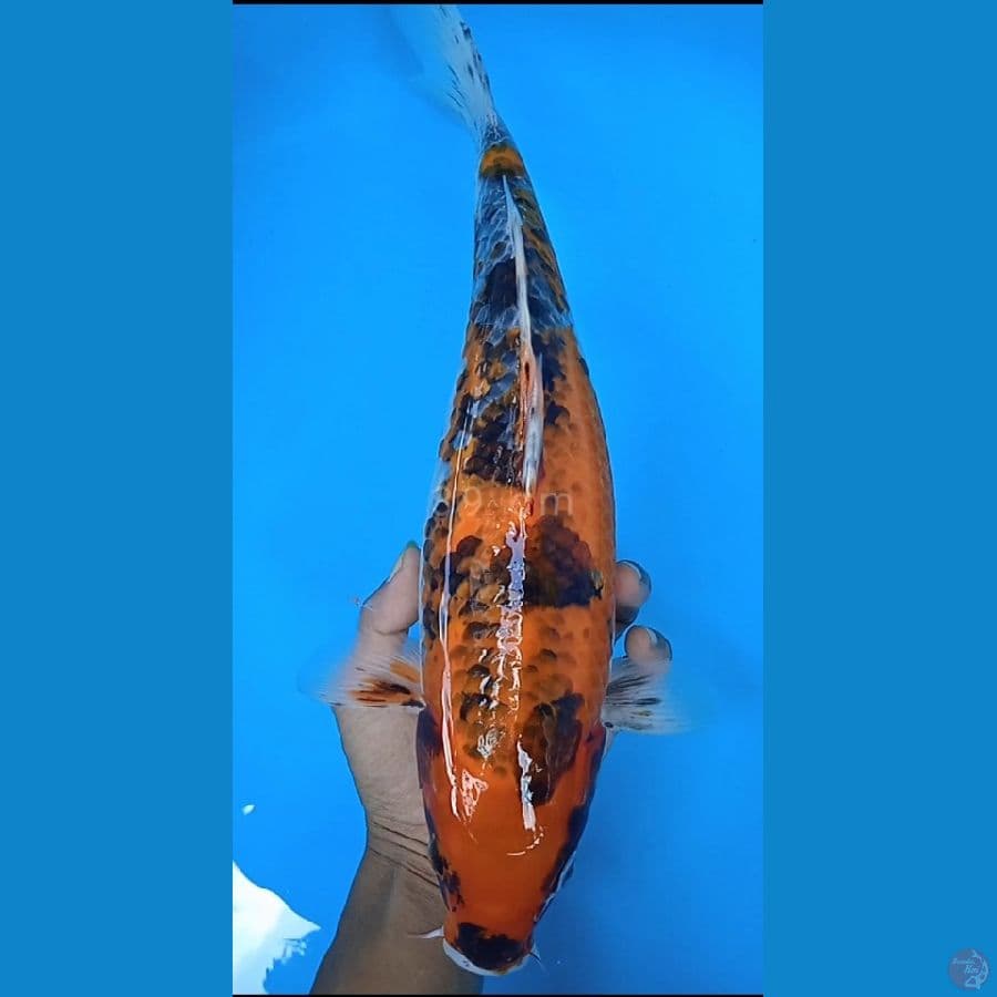goshiki size : 39 cm