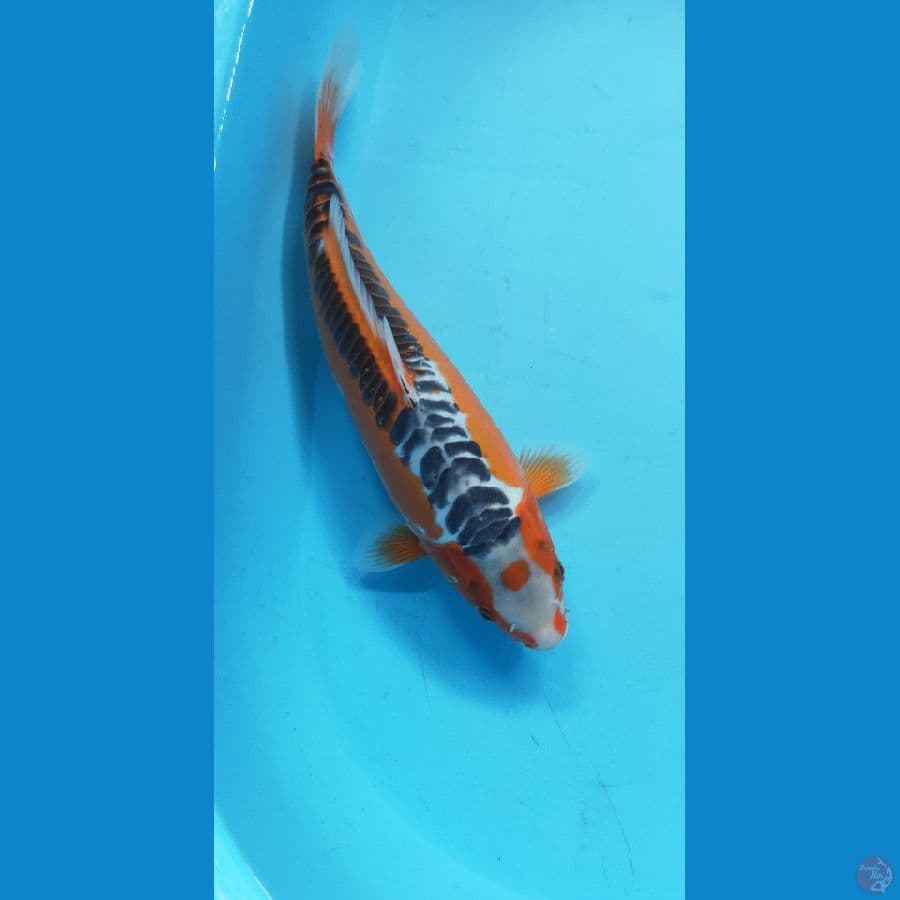 SUSHUI HQ ORI 36CM MALE