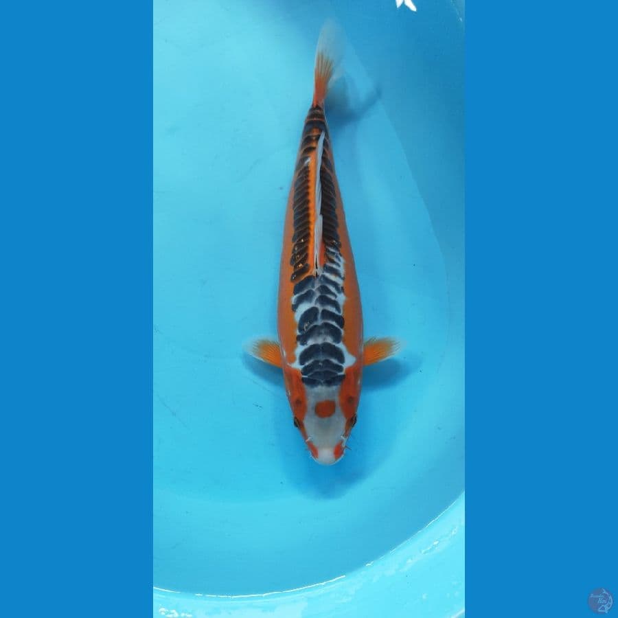 SUSHUI HQ ORI 36CM MALE
