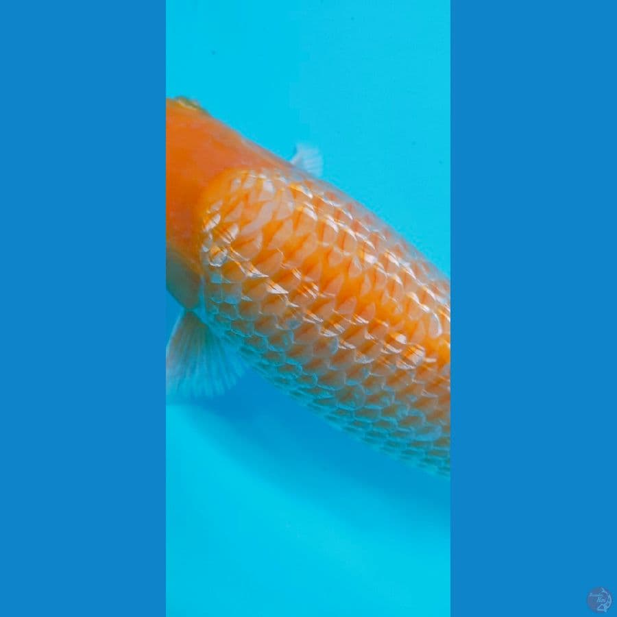 CORN GINRIN 37CM FEMALE