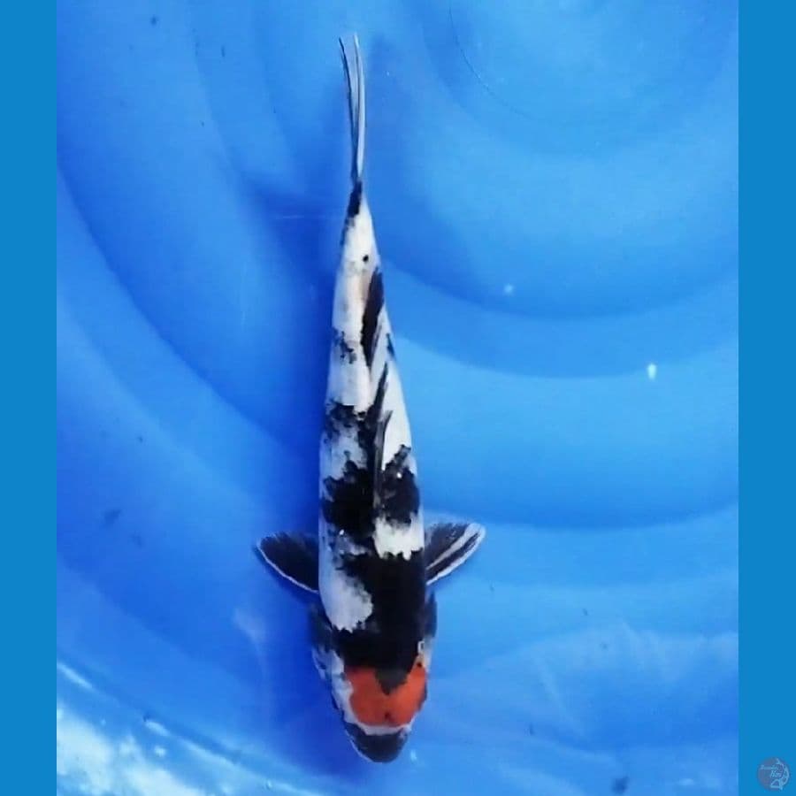 tancho showa 25 cm
