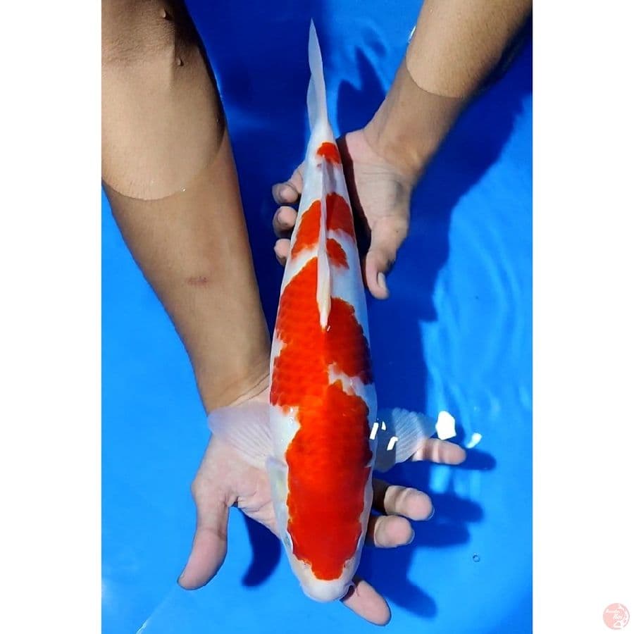 HQ Kohaku Original Patern - 38CM Male (Calon Jumbo) 