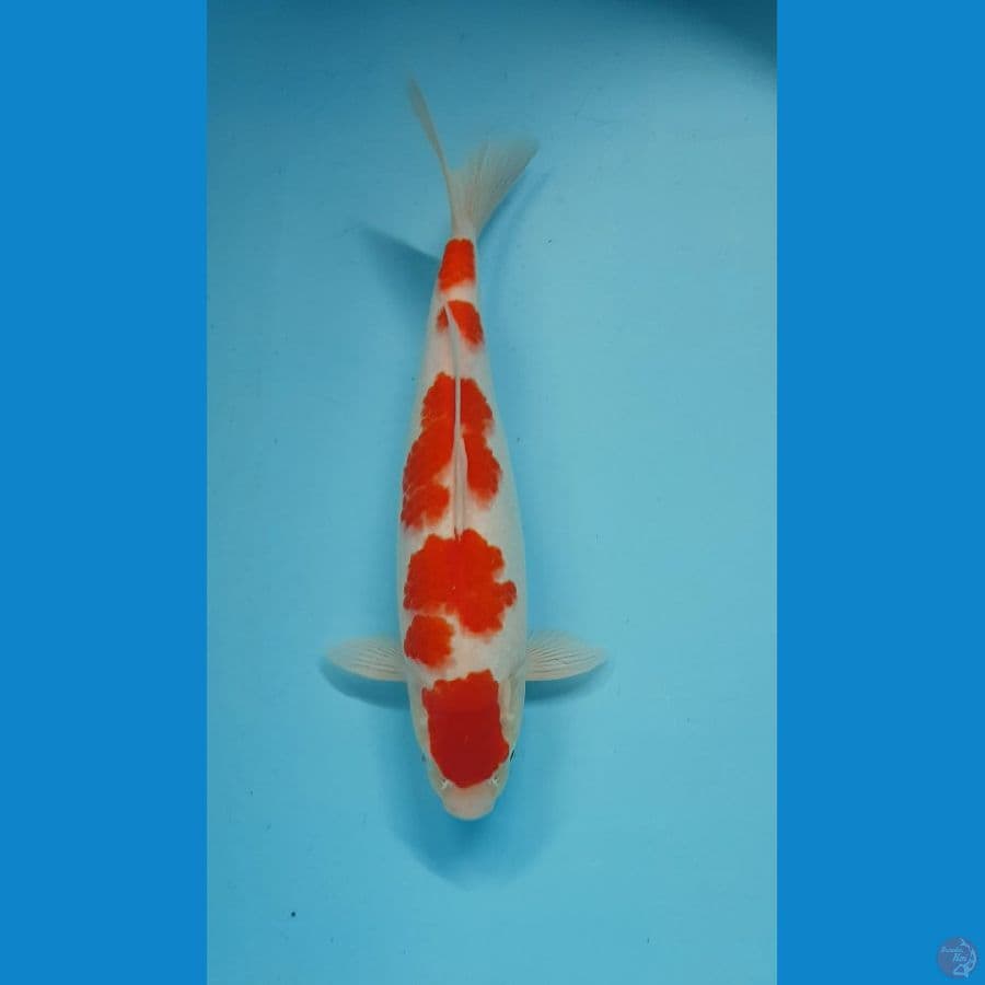MARUTEN KOHAKU 36cm