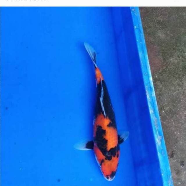 SHOWA 30cm
