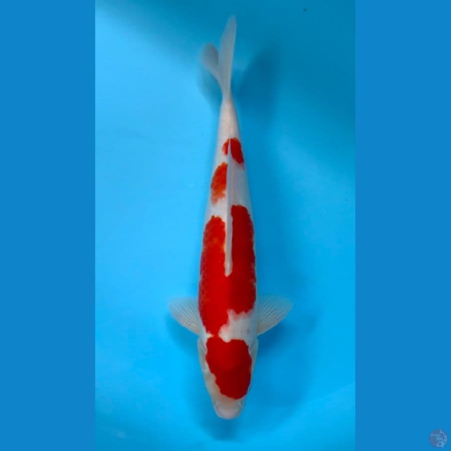 KOHAKU 38CM