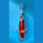 KOHAKU 38CM