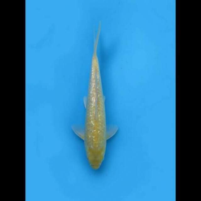 29cm Male - Karasi Full Ginrin 
