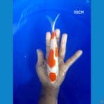 Kohaku 21CM