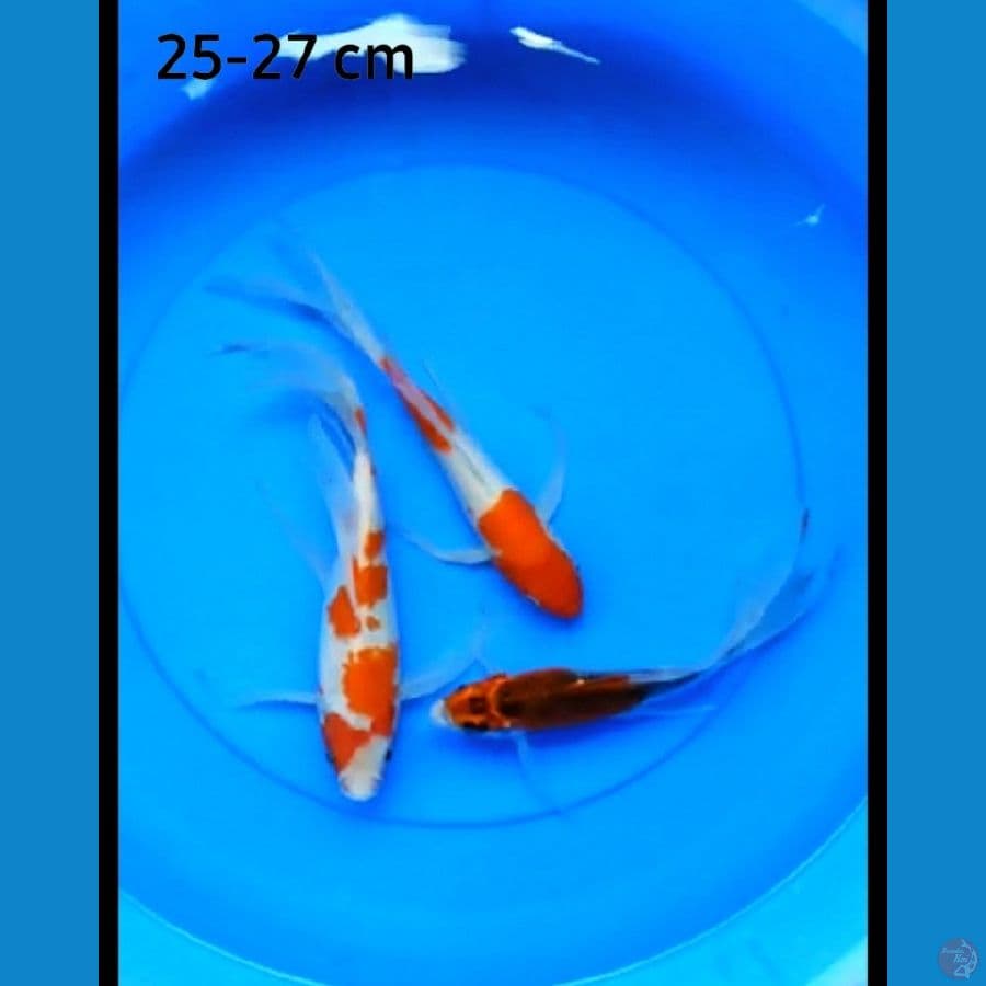Kumpay 25-27 cm