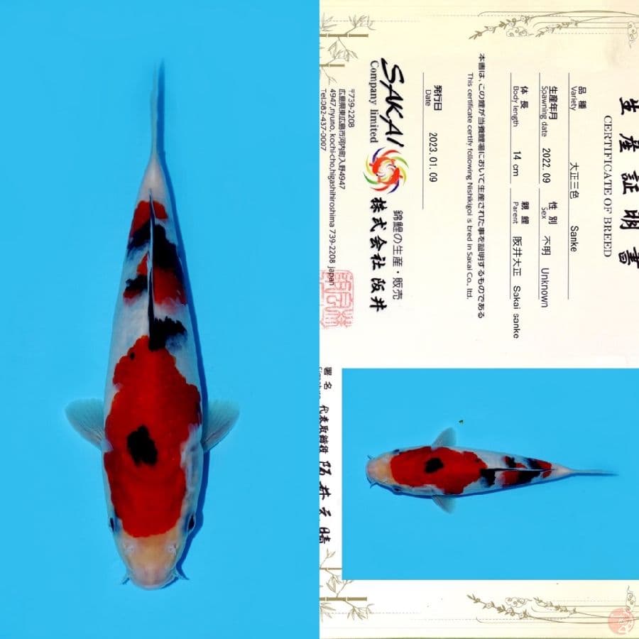 SAKAI SANKE HQ 22CM