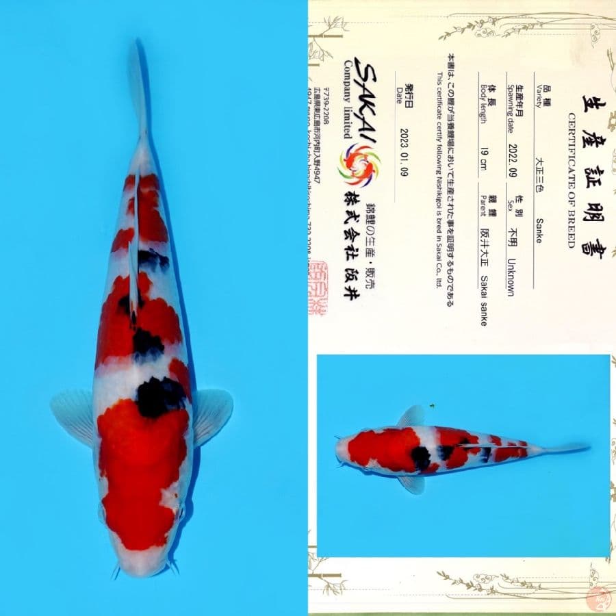 SAKAI SANKE HQ 27CM