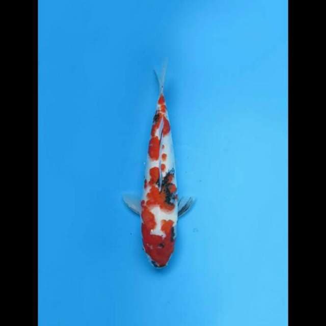 35cm Female - Sakura Kindai Showa Ori 
