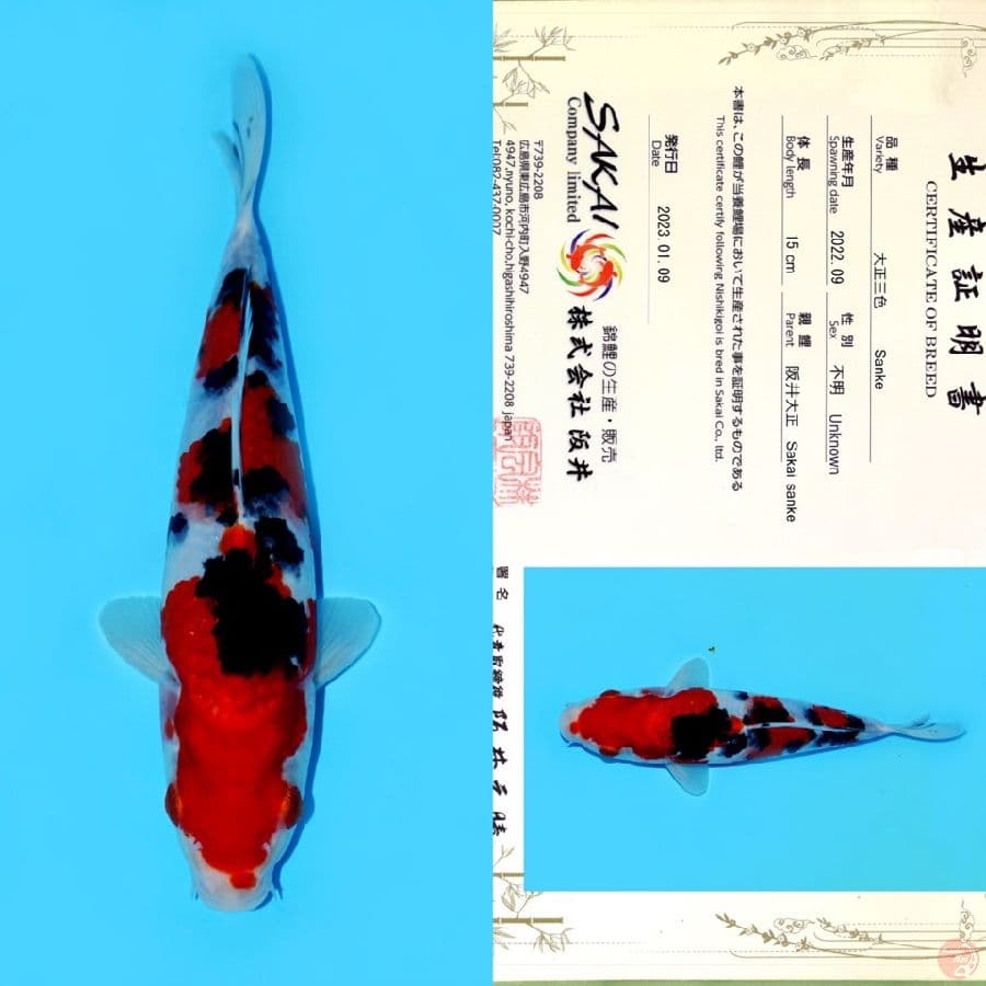 SAKAI SANKE HQ 23CM