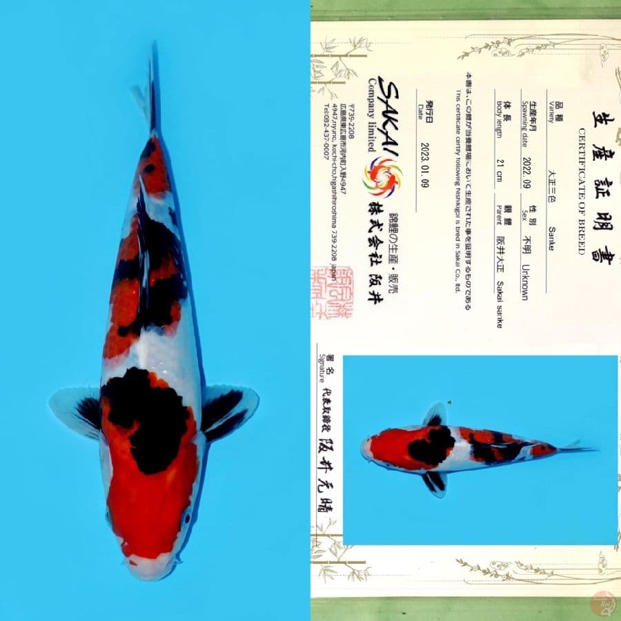 SAKAI SANKE HQ 29CM