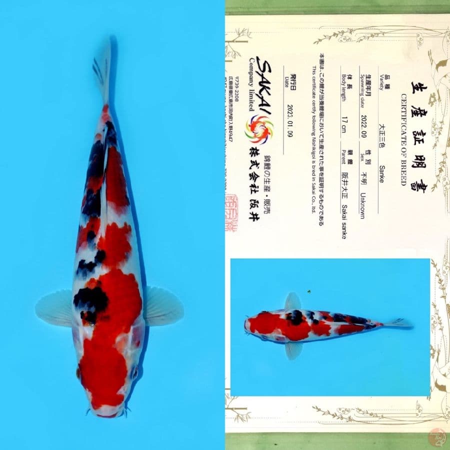SAKAI SANKE HQ 25CM