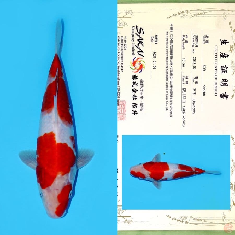 SAKAI KOHAKU HQ 23CM