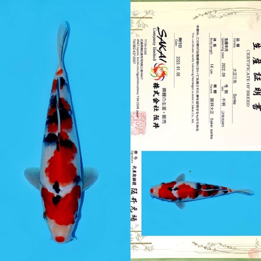 SAKAI SANKE HQ 22CM