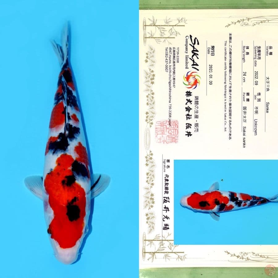 SAKAI SANKE HQ 32CM