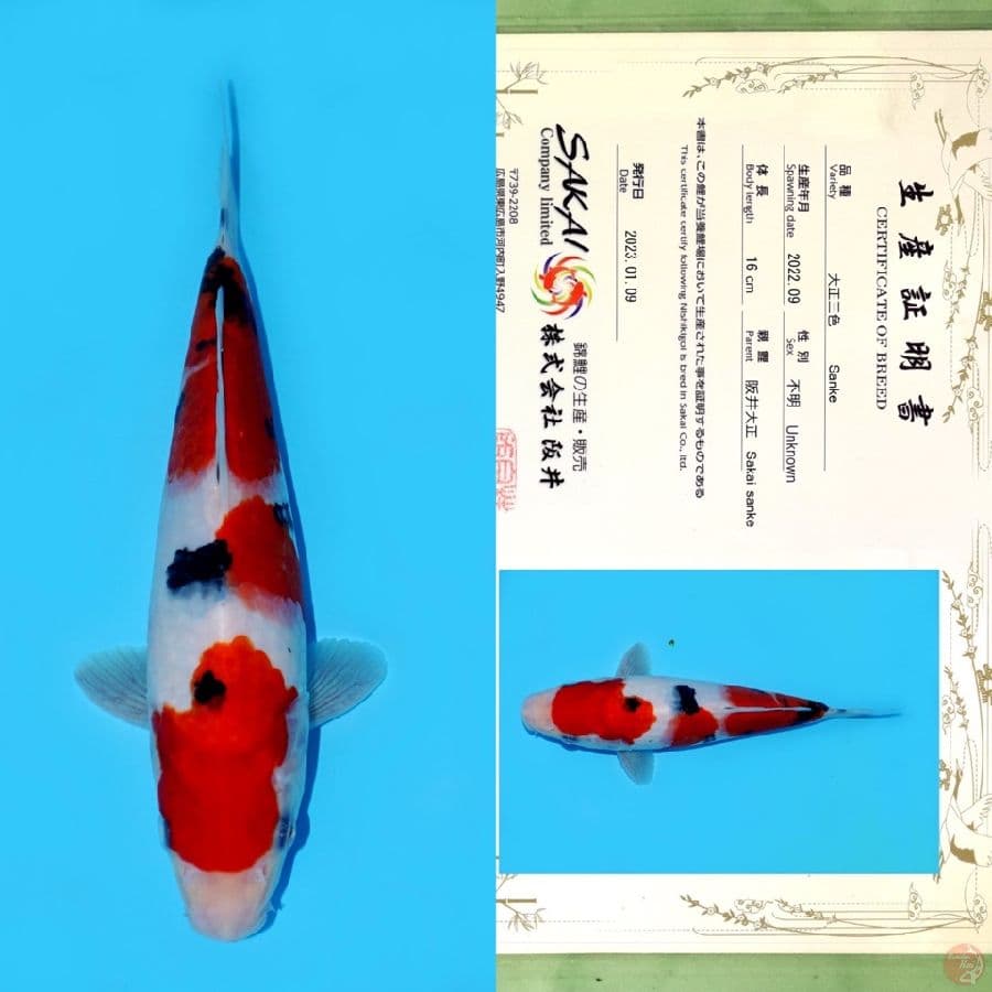 SAKAI SANKE HQ 24CM