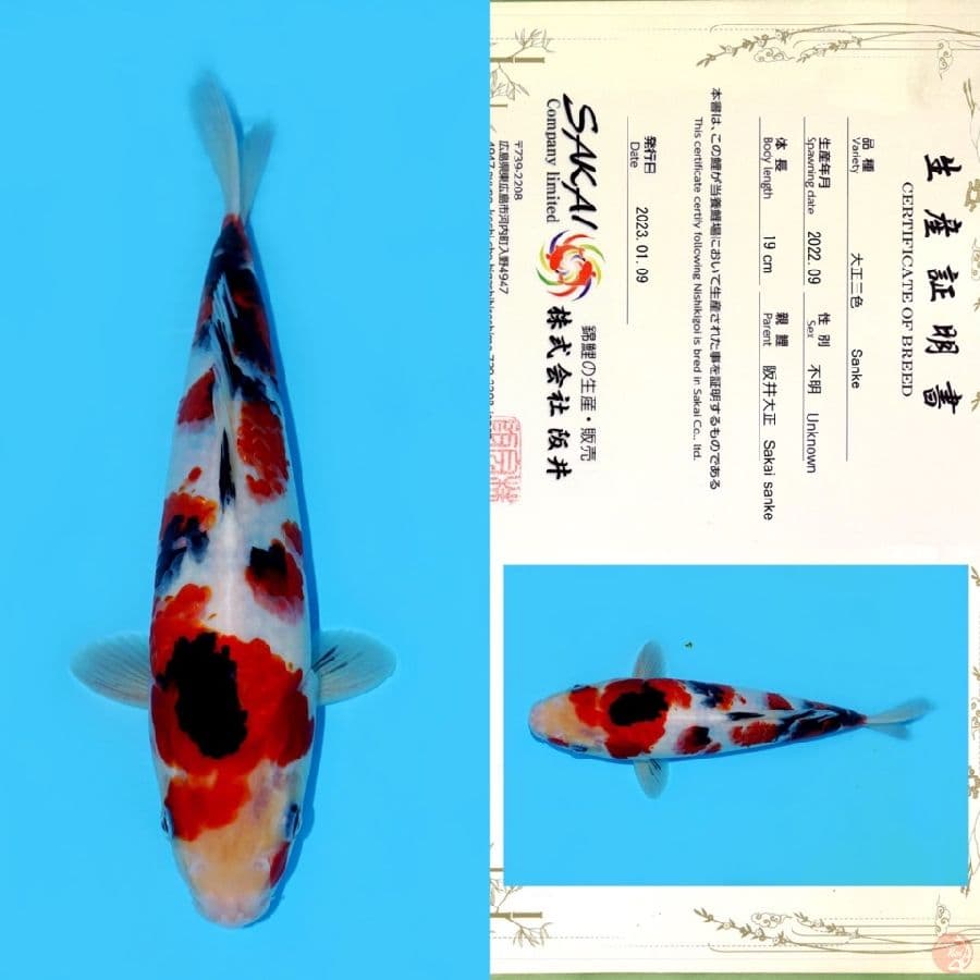 SAKAI SANKE HQ 27CM