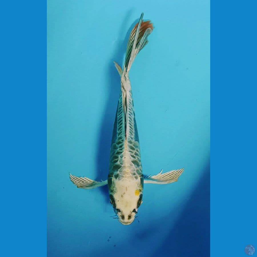 Kumpay Aragoke 36cm