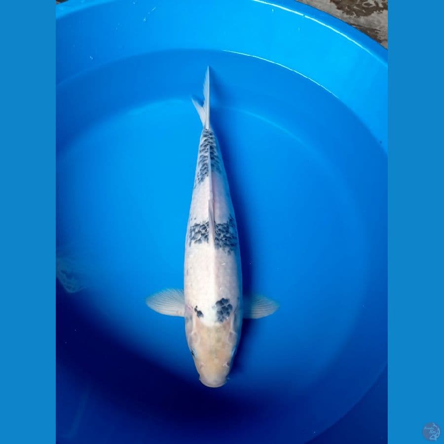 SHIRO TATEGOI 45CM