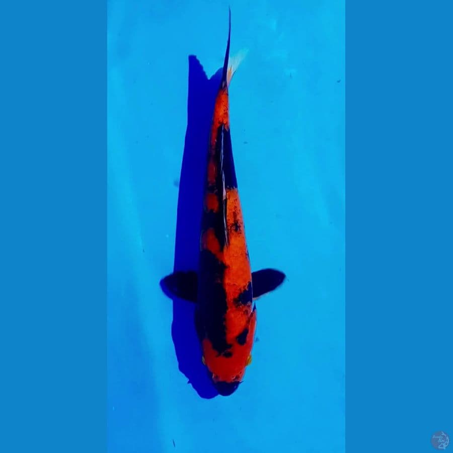 hihusuri tembus perut 44 cm male