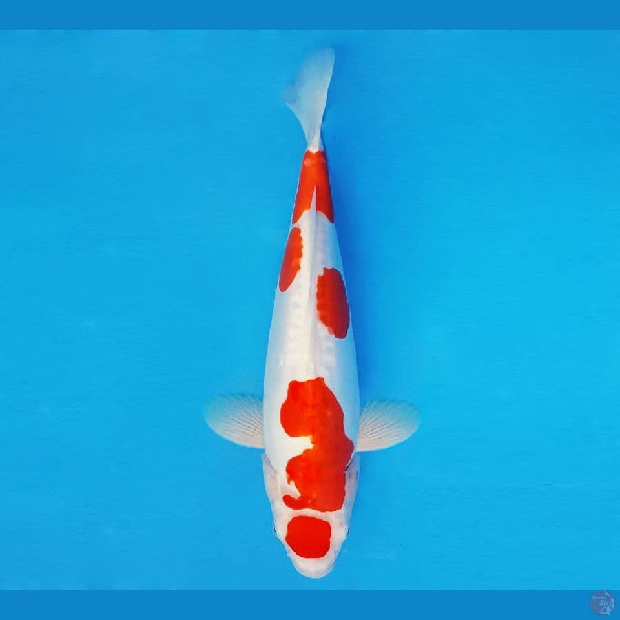 SABURO 1 - Maruten Kohaku Doitsu 38 cm/fm ®