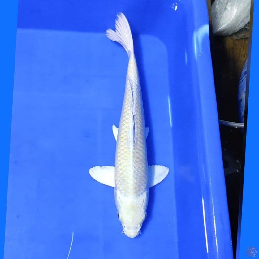 PLATINUM MATA MERAH KANGKA 30CM/M lolos karantina sejak 29/01/23